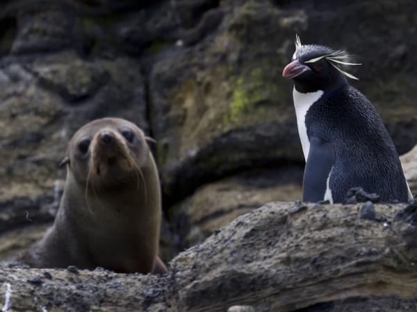 New Zealands Subantarctic Islands photography cruise