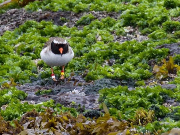 New Zealands Subantarctic Islands photography cruise