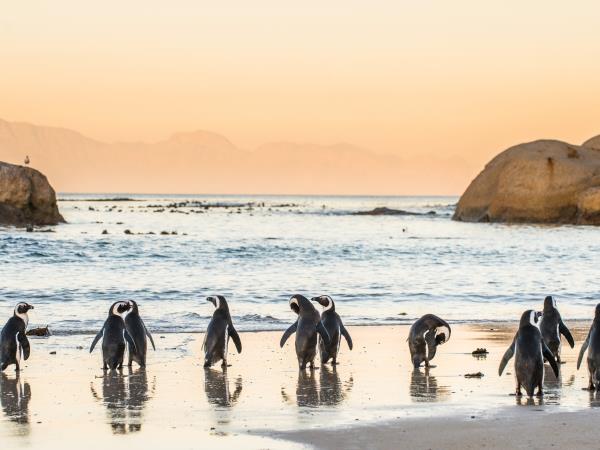 Honeymoon in South Africa