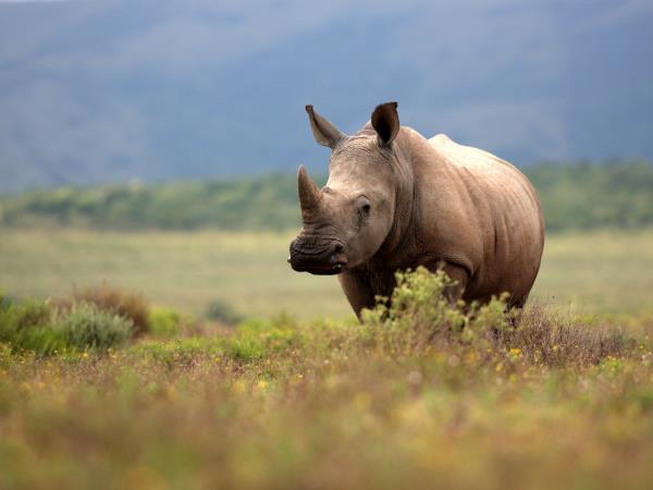 Honeymoon in South Africa