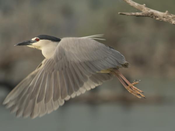 Greece bird watching holiday, Lake Kerkini