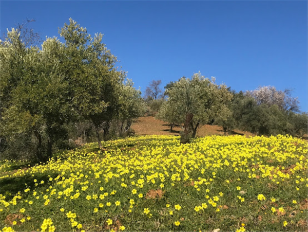 Sierra de las Nieves walking holiday in Spain