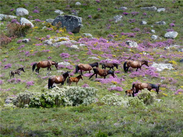 Northern Portugal walking holiday