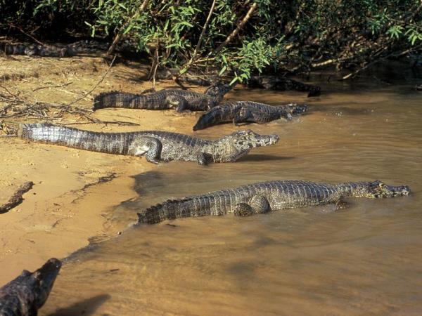 Brazil small group holiday, Pantanal explorer