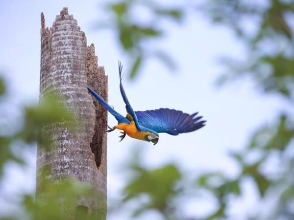 Brazil small group holiday, Pantanal explorer