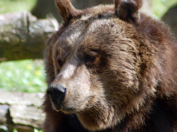 Bear photography tour in Finland