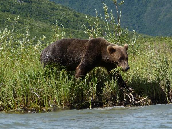 Bear photography tour in Finland