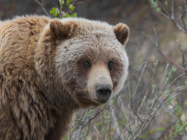 Bear photography tour in Finland