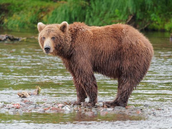 Bear photography tour in Finland