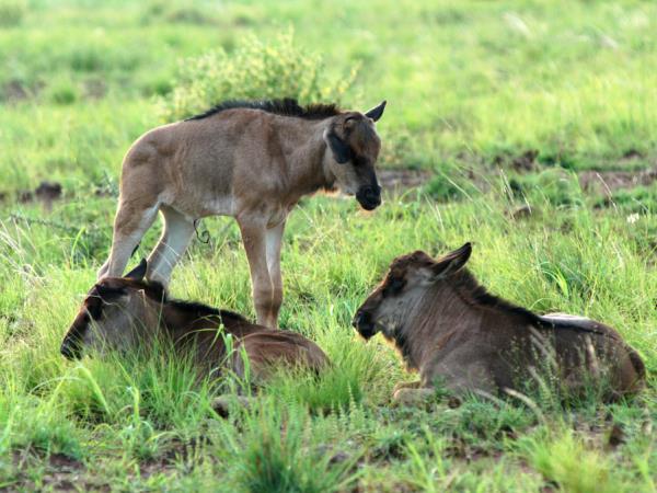 Great Migration tailor made safari in Tanzania