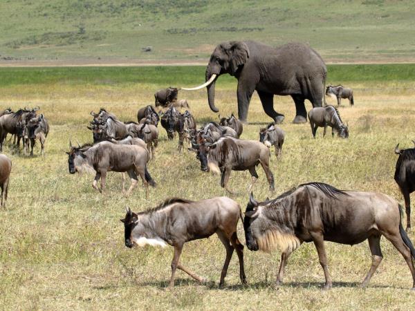 Great Migration tailor made safari in Tanzania