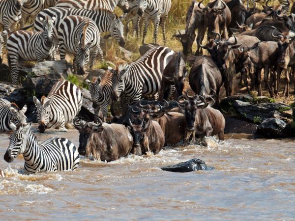 Great Migration tailor made safari in Tanzania