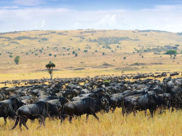 Great Migration tailor made safari in Tanzania