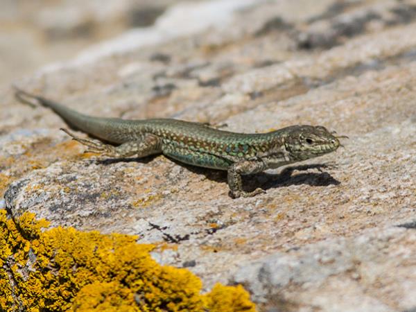 Kythnos nature tours in greece