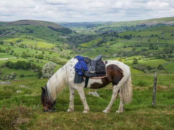 Wye Valley horseriding holiday in Wales
