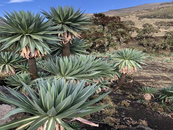 Family holiday in Ethiopia, history and culture