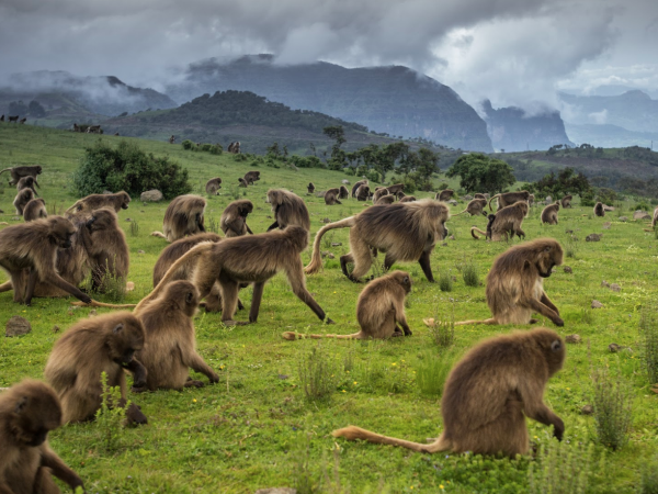 Family holiday in Ethiopia, history and culture
