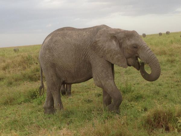 Family volunteering in Tanzania
