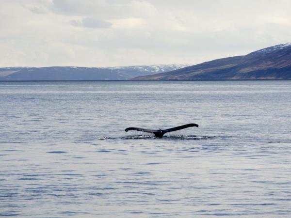 Iceland whale-watching experience