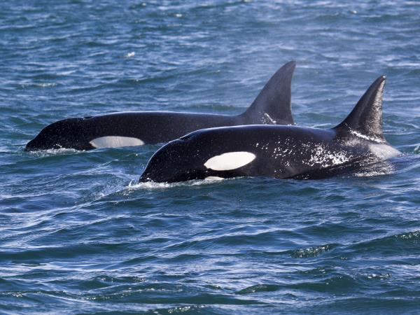 British Columbia Autumn wildlife tour