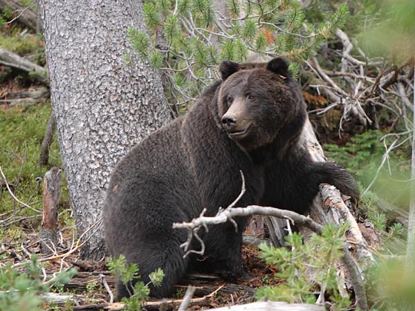 British Columbia Autumn wildlife tour