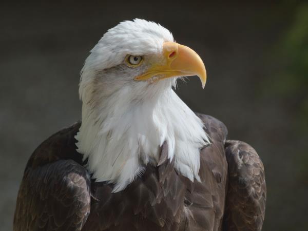 British Columbia Autumn wildlife tour