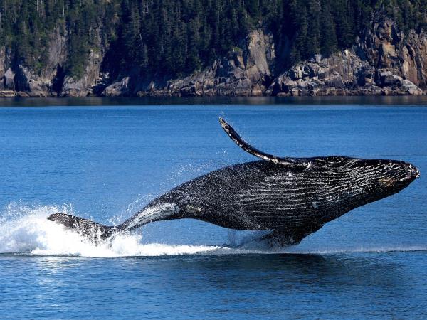 British Columbia Autumn wildlife tour
