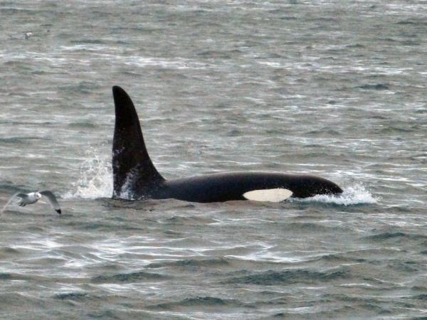 British Columbia Autumn wildlife tour