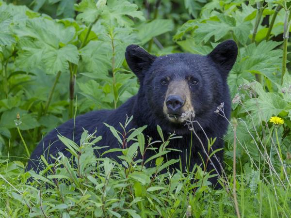 British Columbia Autumn wildlife tour