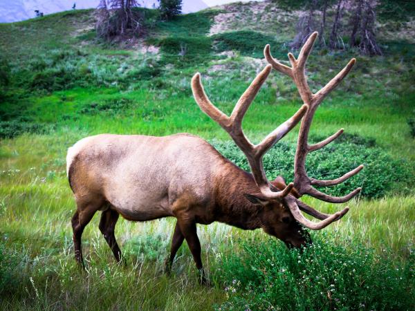 British Columbia Autumn wildlife tour
