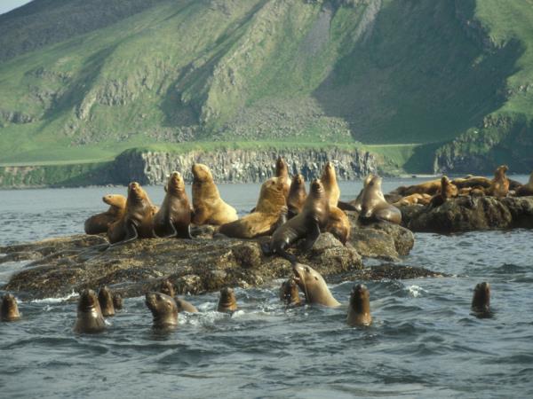 British Columbia Autumn wildlife tour