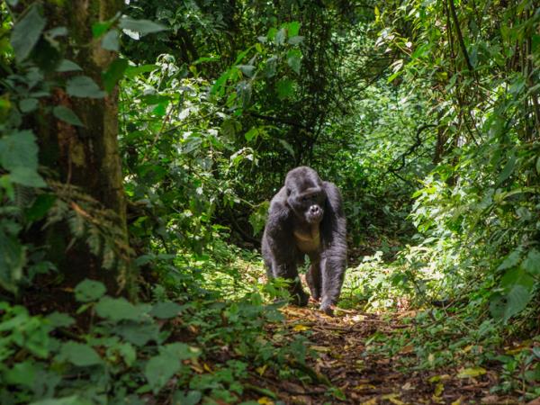 Uganda gorilla safari and Murchison Falls holiday