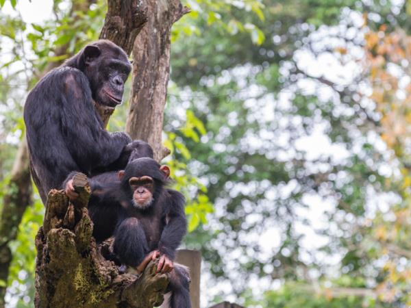 Uganda gorilla safari and Murchison Falls holiday
