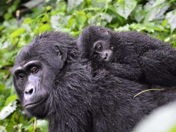 Uganda gorilla safari and Murchison Falls holiday