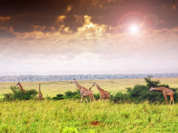 Uganda gorilla safari and Murchison Falls holiday