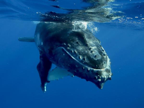 Swim with humpback whales in Tahiti