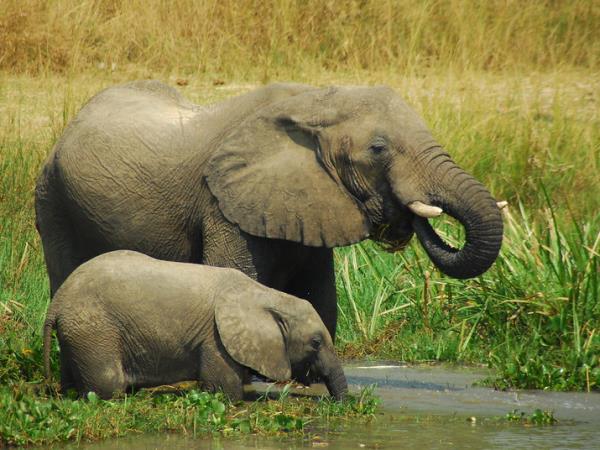 Uganda National Parks wildlife holiday