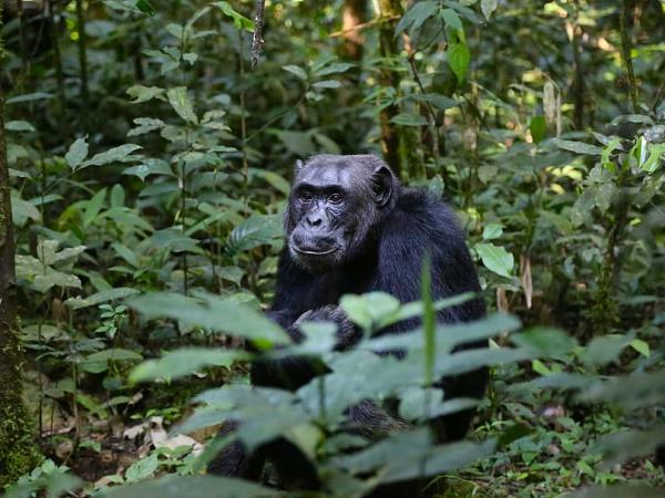 Uganda National Parks wildlife holiday