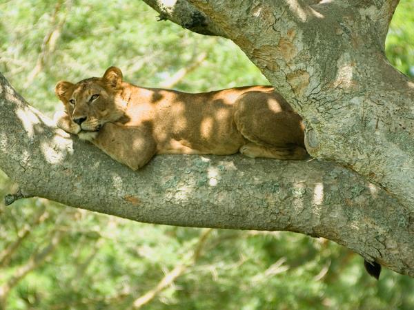 Uganda National Parks wildlife holiday