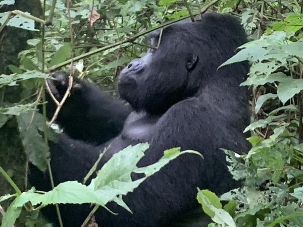Uganda National Parks wildlife holiday