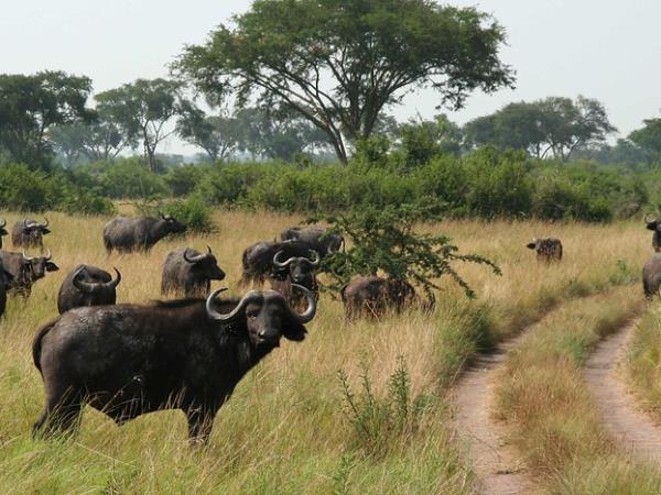 Uganda National Parks wildlife holiday