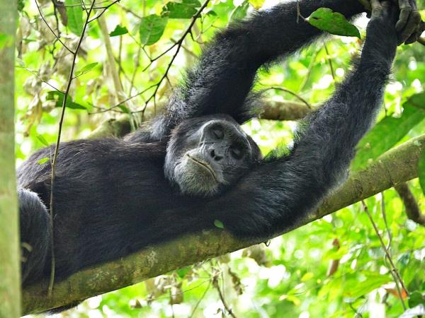 Uganda family holiday, wildlife and culture