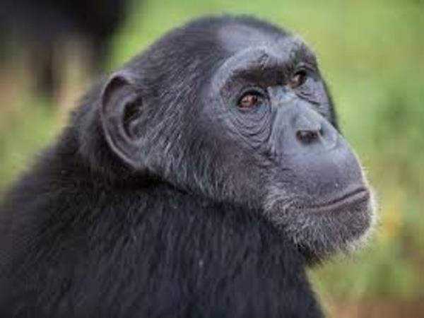 Uganda family holiday, wildlife and culture