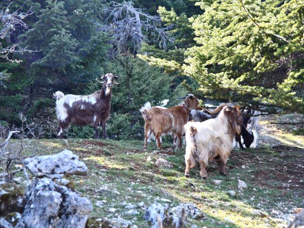 Peloponnese walking tour in Greece