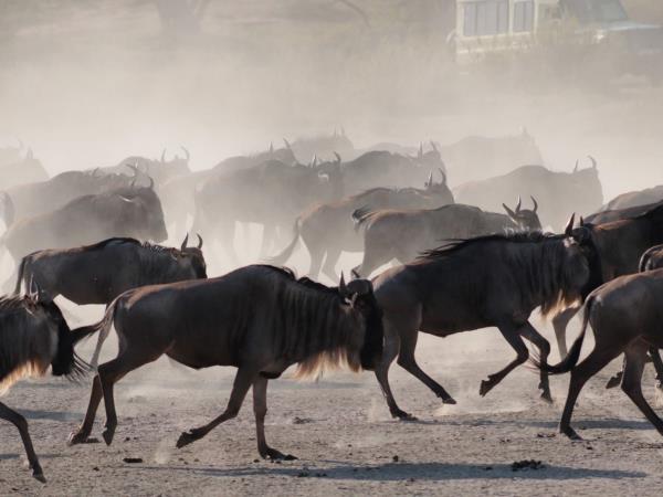 Tanzania wildlife tour, tailor made