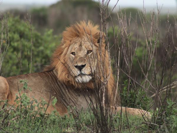 Tanzania wildlife tour, tailor made
