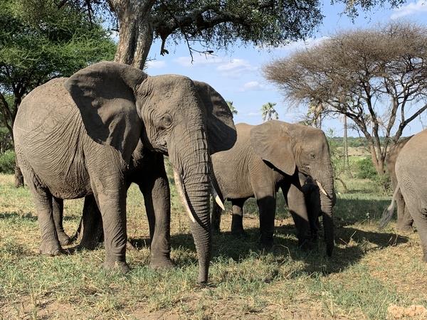 Tanzania wildlife tour, tailor made