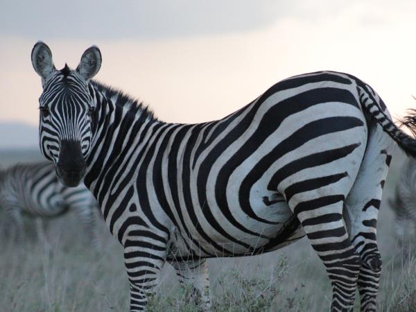 Tanzania culture and wildlife safari
