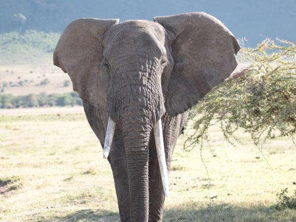 Tanzania culture and wildlife safari