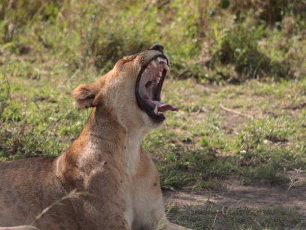 Tanzania culture and wildlife safari